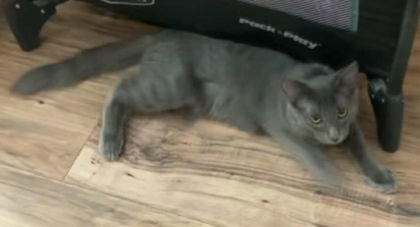 Dusty, a Adoptable Domestic Medium Hair in Tehachapi, CA image 4/4