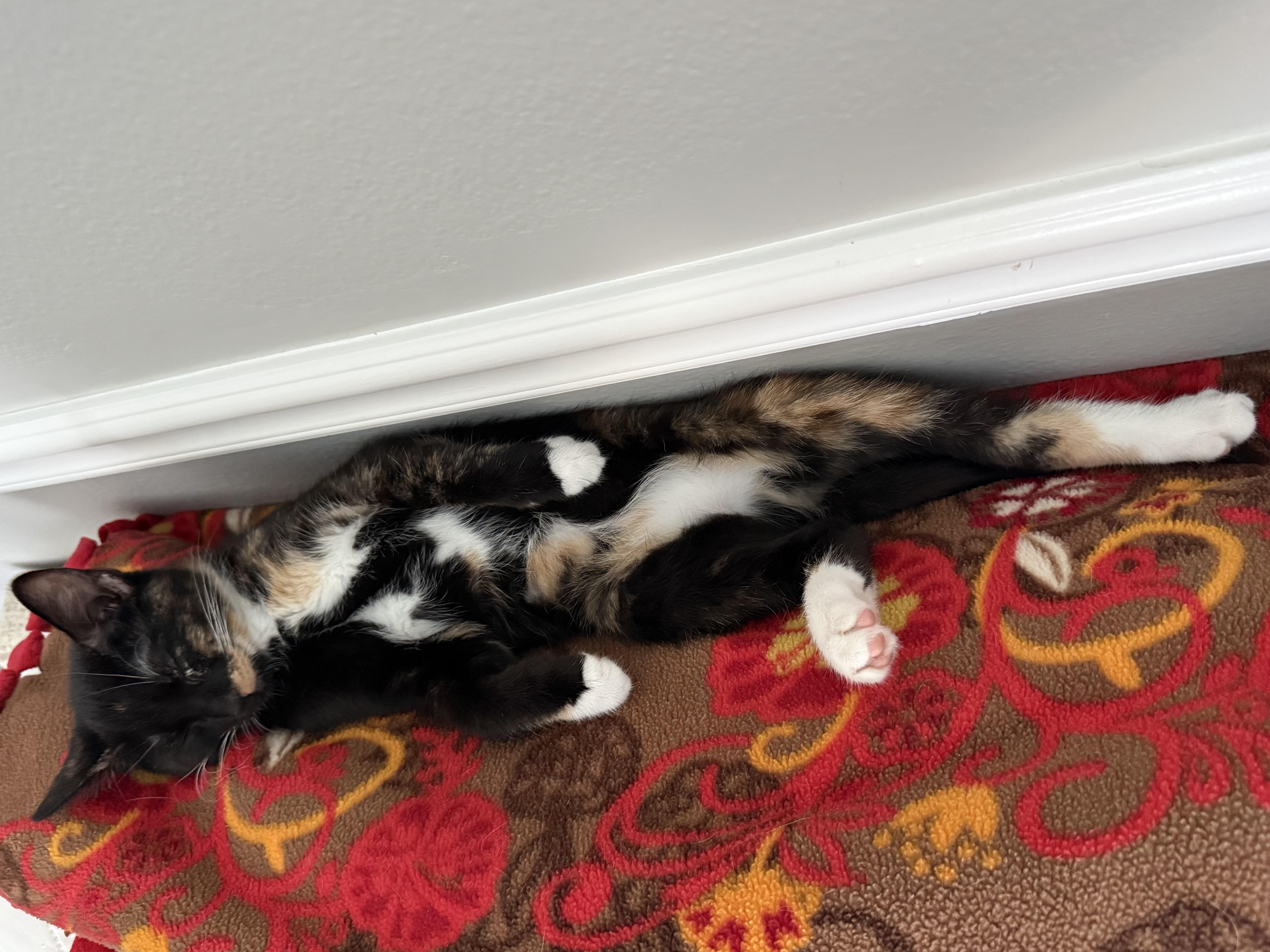 Onia INDOOR ONLY, an adopted mixed breed in Stockton, CA image 5/6