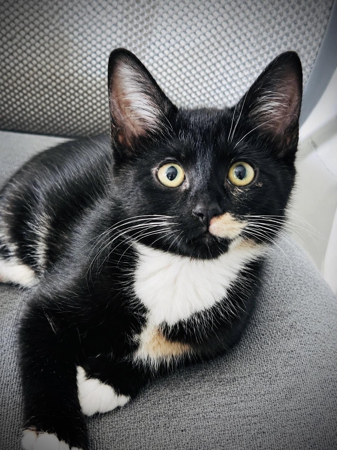 Onia INDOOR ONLY, an adopted mixed breed in Stockton, CA image 3/6