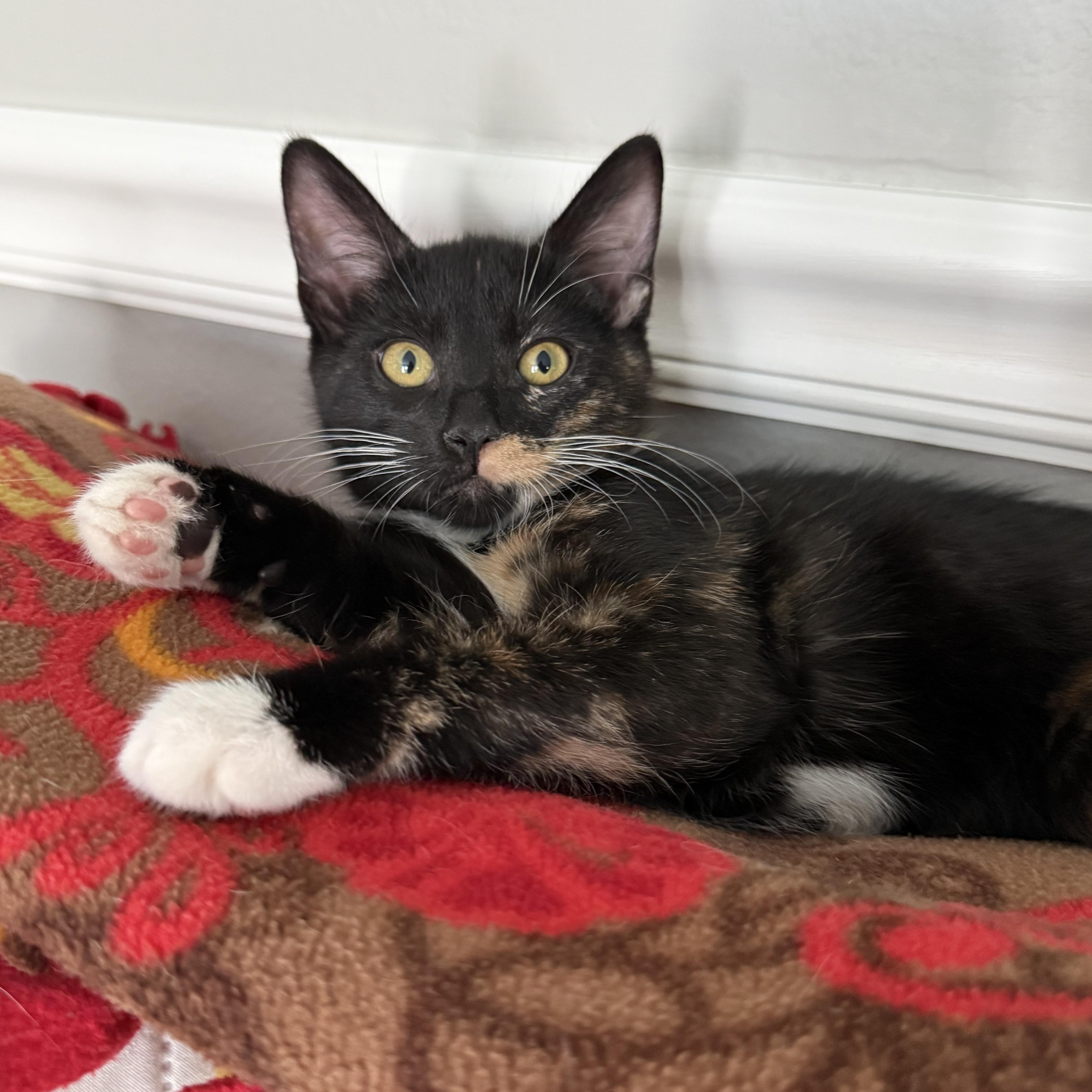 Onia INDOOR ONLY, adopted, Kitten Female Domestic Short Hair.