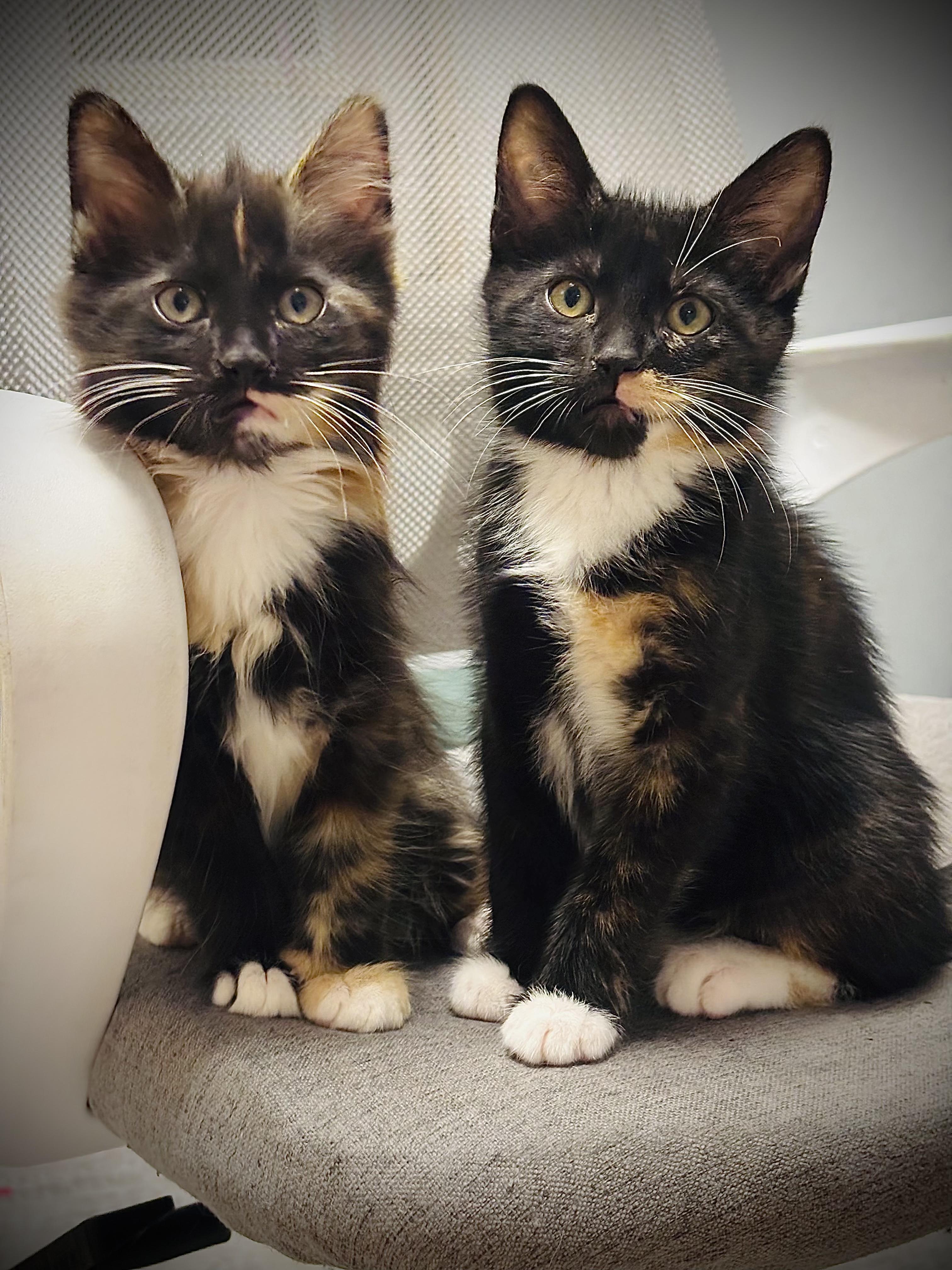 Onia INDOOR ONLY, an adopted mixed breed in Stockton, CA image 2/6