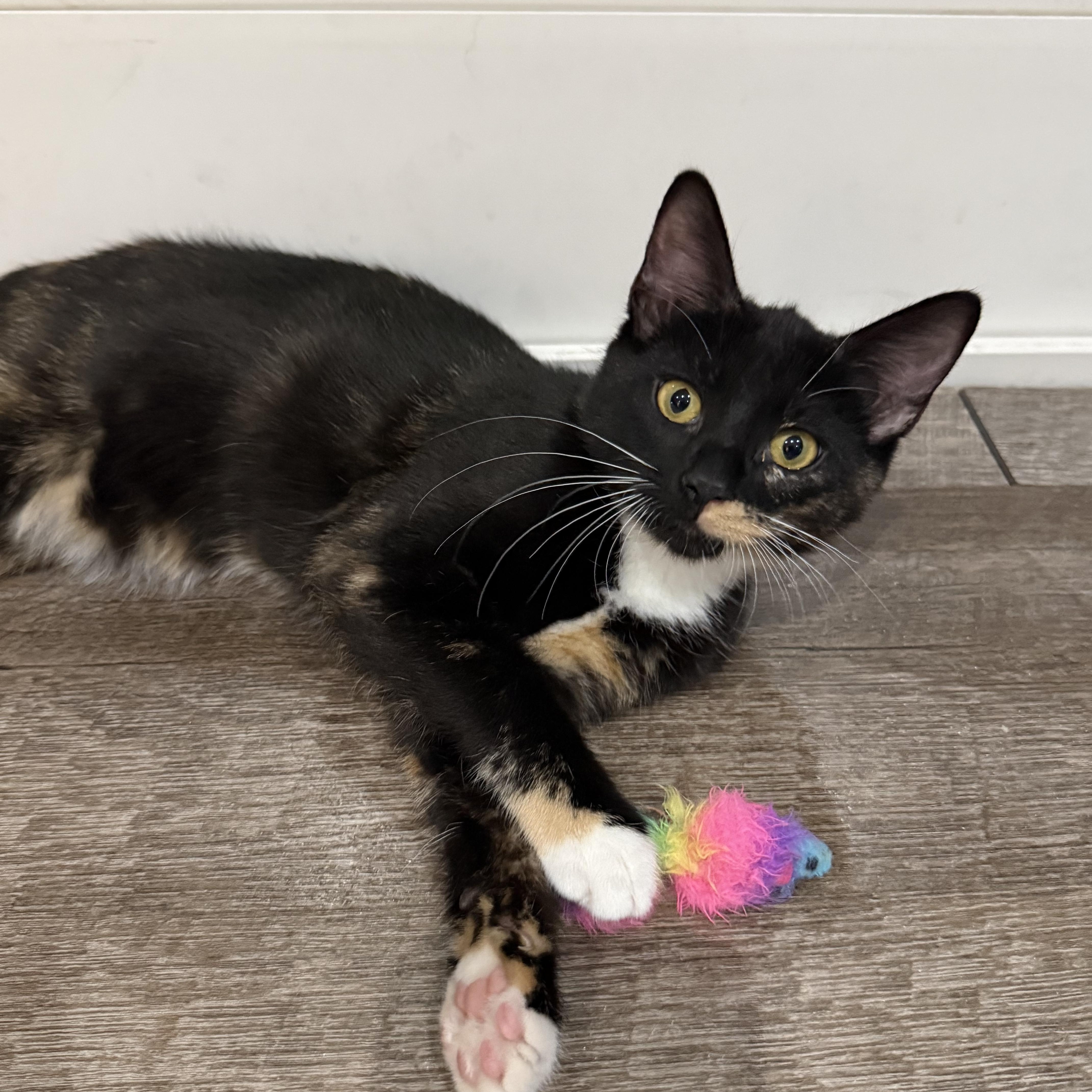Onia INDOOR ONLY, an adopted mixed breed in Stockton, CA image 6/6