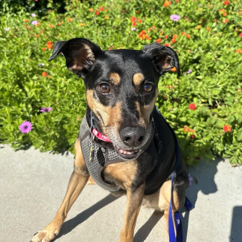 Lola, Adoptable, Senior Female Black and Tan Coonhound.