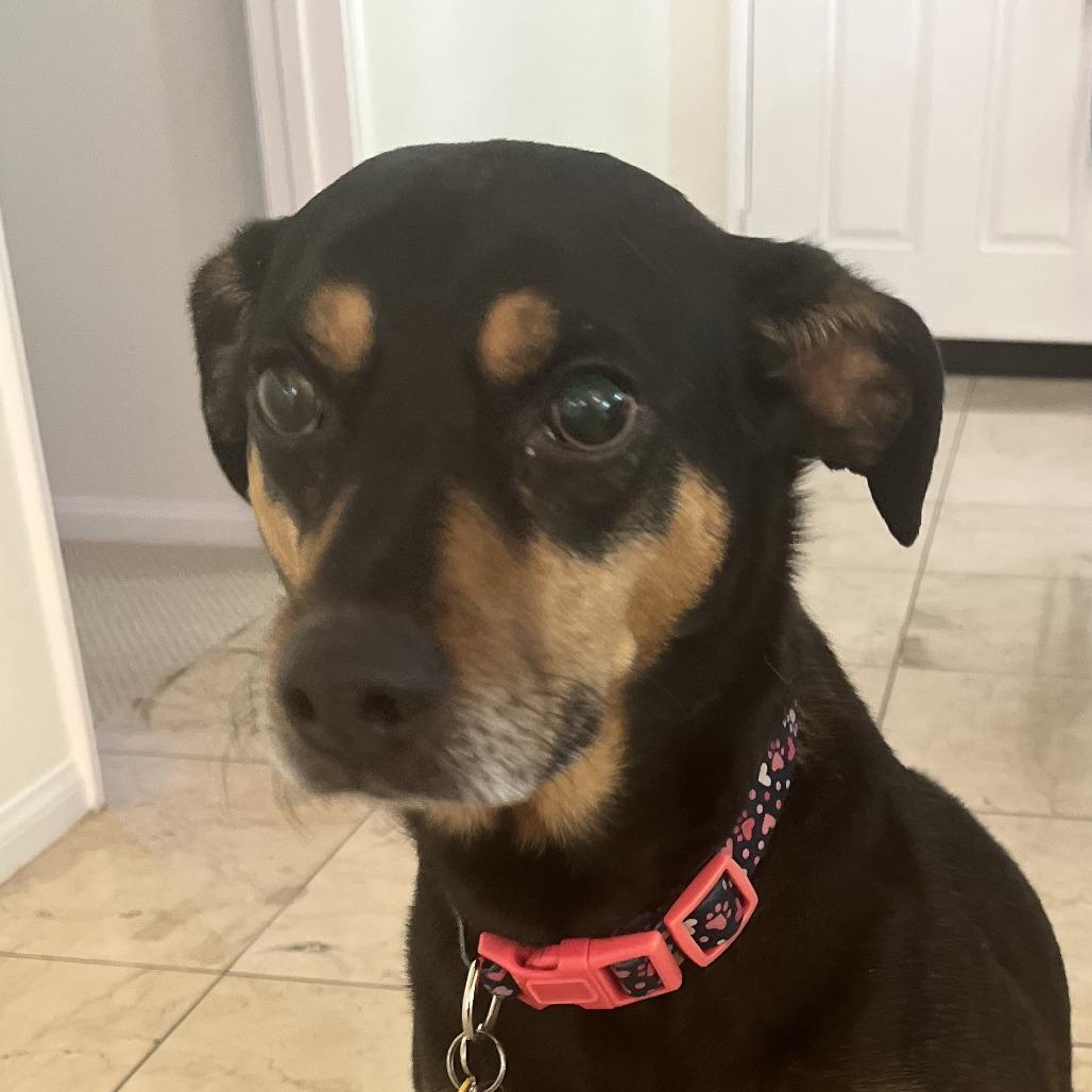 Enlarge Lola, a Adoptable Black and Tan Coonhound in Saint Cloud, MN image 1/1
