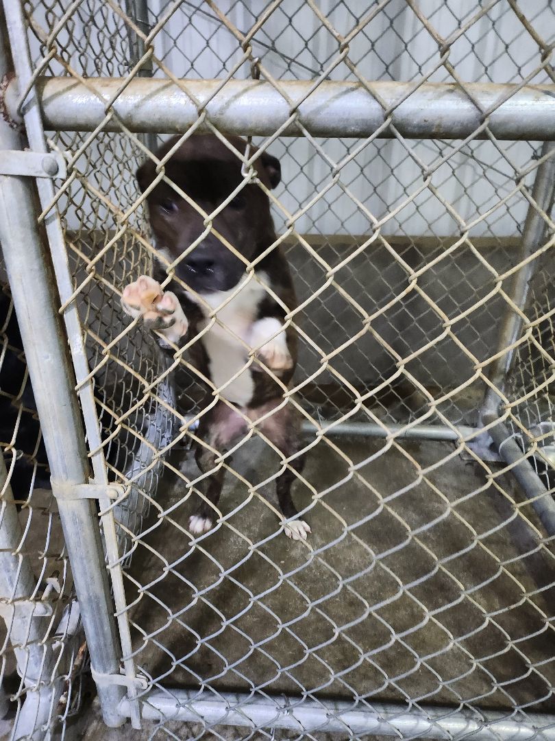 Enlarge Ruger, a Adopted mixed breed in Mathiston, MS image 1/2