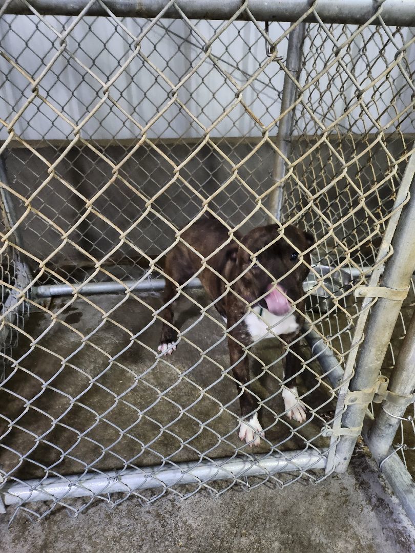 Enlarge Ruger, a Adopted mixed breed in Mathiston, MS image 2/2