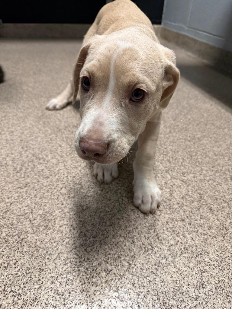 Enlarge Clove, a Adoptable Retriever in Troy, OH image 1/1