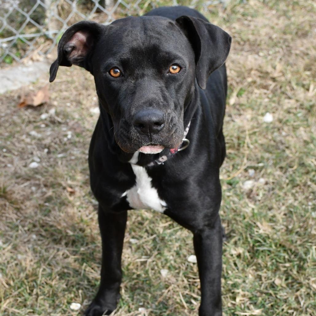 Enlarge Juniper, a Adoptable Labrador Retriever in Beaumont, TX image 1/5