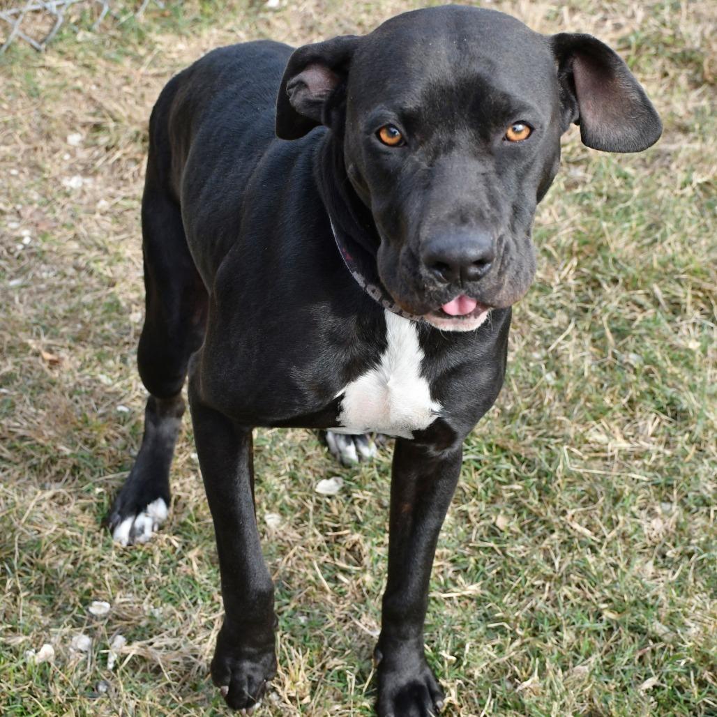 Enlarge Juniper, a Adoptable Labrador Retriever in Beaumont, TX image 2/5