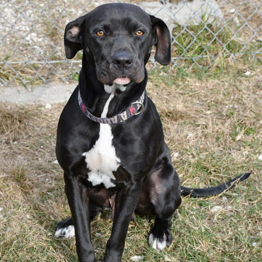 Enlarge Juniper, a Adoptable Labrador Retriever in Beaumont, TX image 4/5