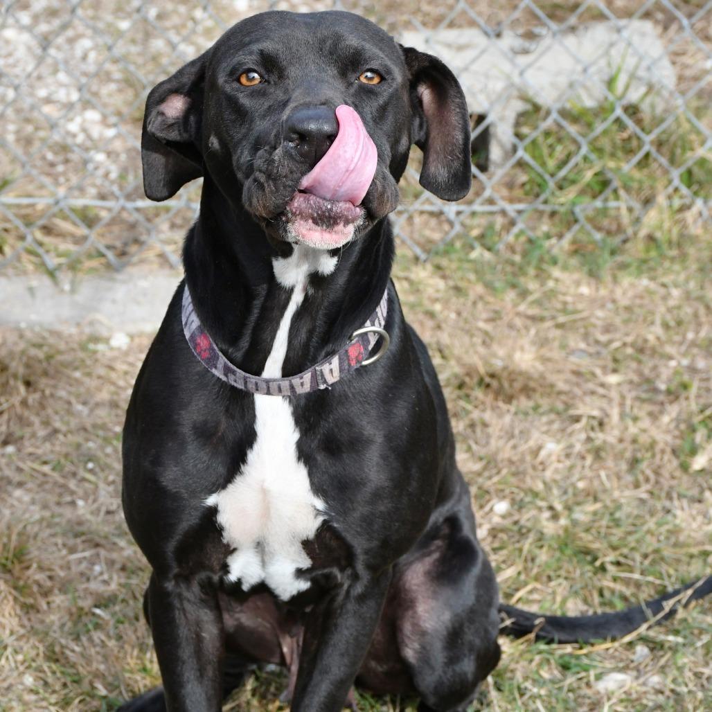 Enlarge Juniper, a Adoptable Labrador Retriever in Beaumont, TX image 5/5