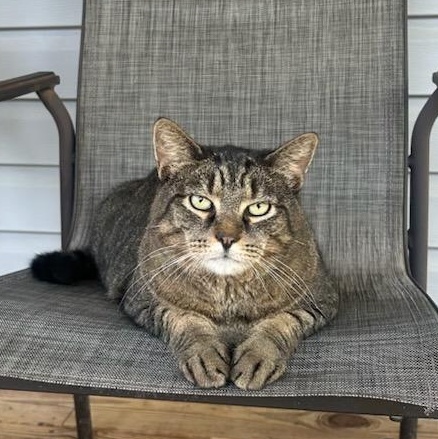 **COURTESY POST** Chubbz, a Adoptable Domestic Short Hair in Potomac, MD image 2/4