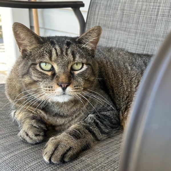 **COURTESY POST** Chubbz, a Adoptable Domestic Short Hair in Potomac, MD image 1/4