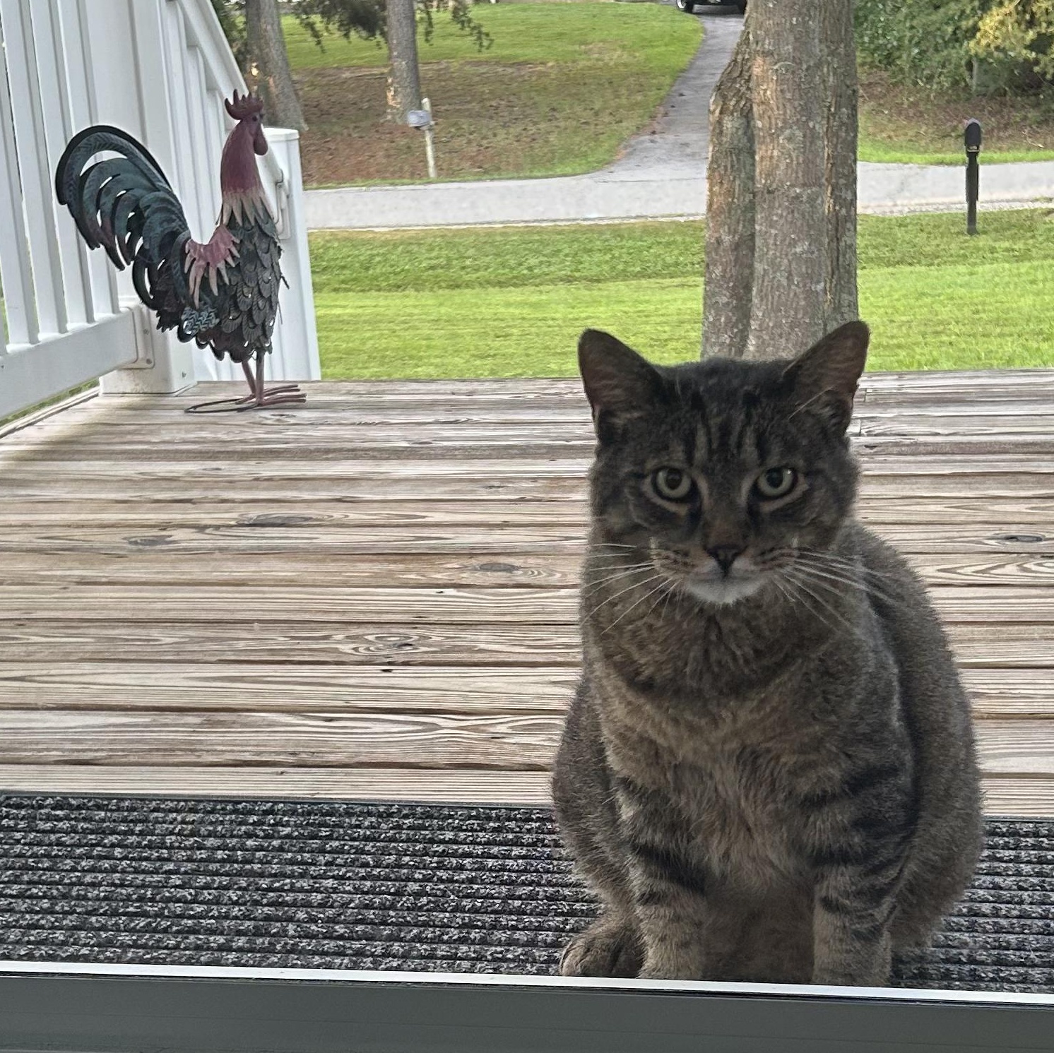 **COURTESY POST** Chubbz, a Adoptable Domestic Short Hair in Potomac, MD image 3/4