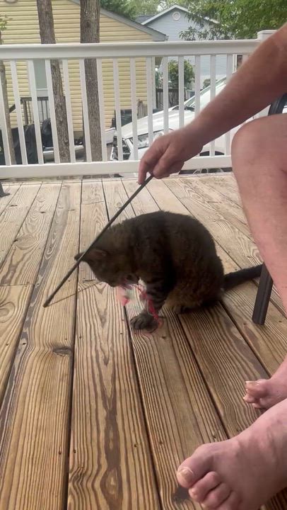 Enlarge **COURTESY POST** Chubbz, a Adoptable Domestic Short Hair in Potomac, MD video 4/4