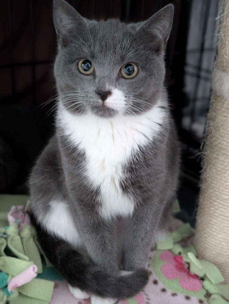 Enlarge Madeline, a Adoptable Domestic Short Hair in Duxbury, MA image 1/1