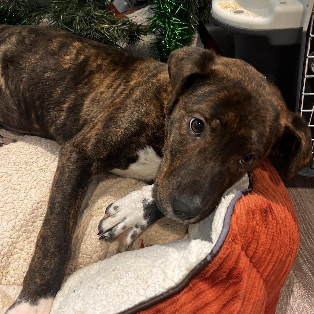 Enlarge Dusk, a Adoptable mixed breed in North Battleford, SK image 2/6