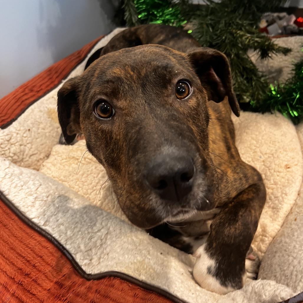 Enlarge Dusk, a Adoptable mixed breed in North Battleford, SK image 5/6