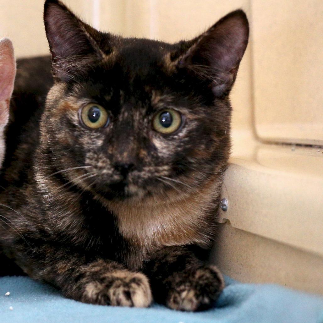 Scarlet, Adoptable, Young Female Domestic Short Hair.