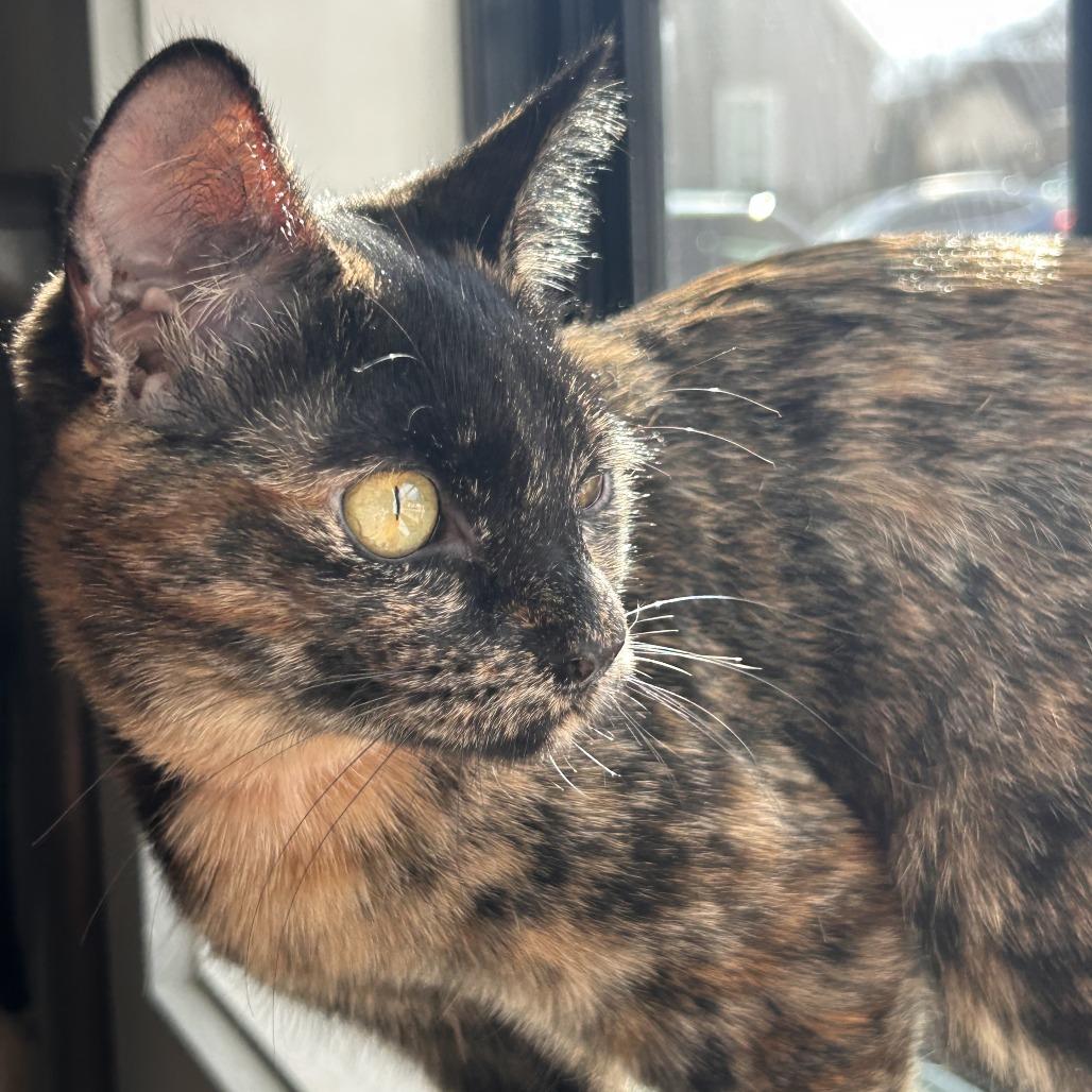 Enlarge Scarlet, a Adoptable Domestic Short Hair in Winston Salem, NC image 2/4