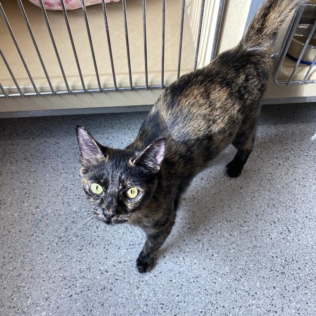 Enlarge Scarlet, a Adoptable Domestic Short Hair in Winston Salem, NC image 4/4