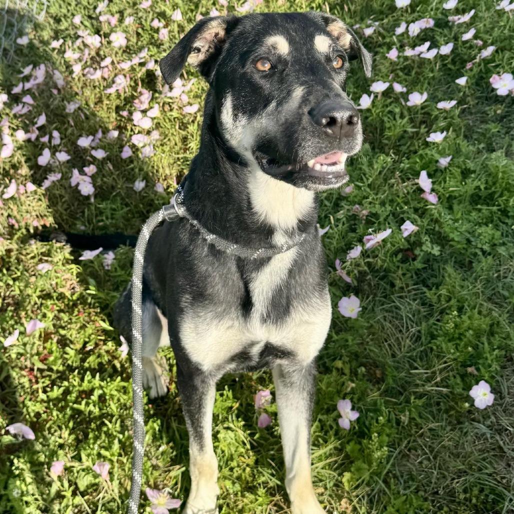 Jasper, Adoptable, Adult Male Mixed Breed.
