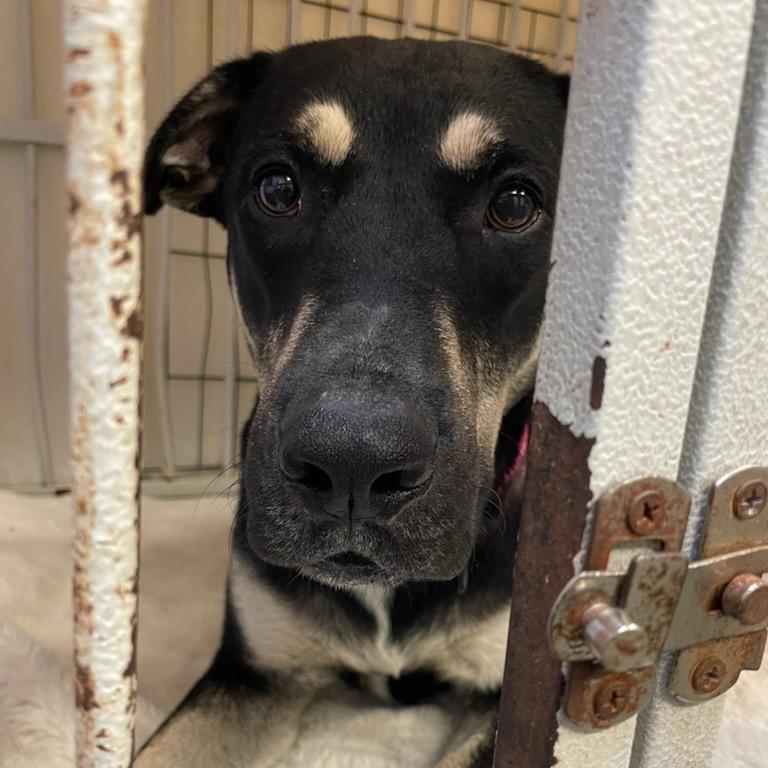 Jasper, Adoptable, Adult Male Mixed Breed.