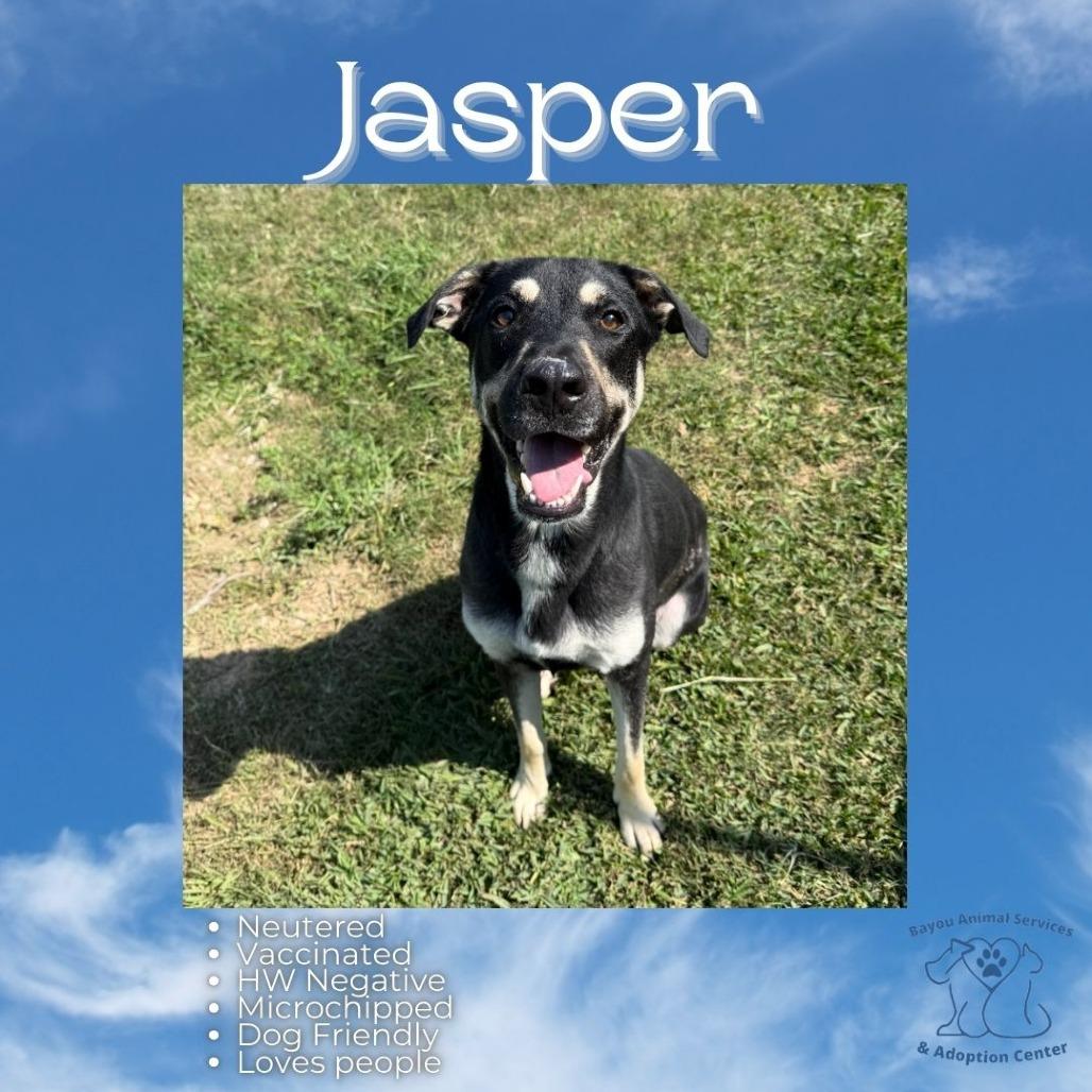 Jasper, Adoptable, Adult Male Mixed Breed.