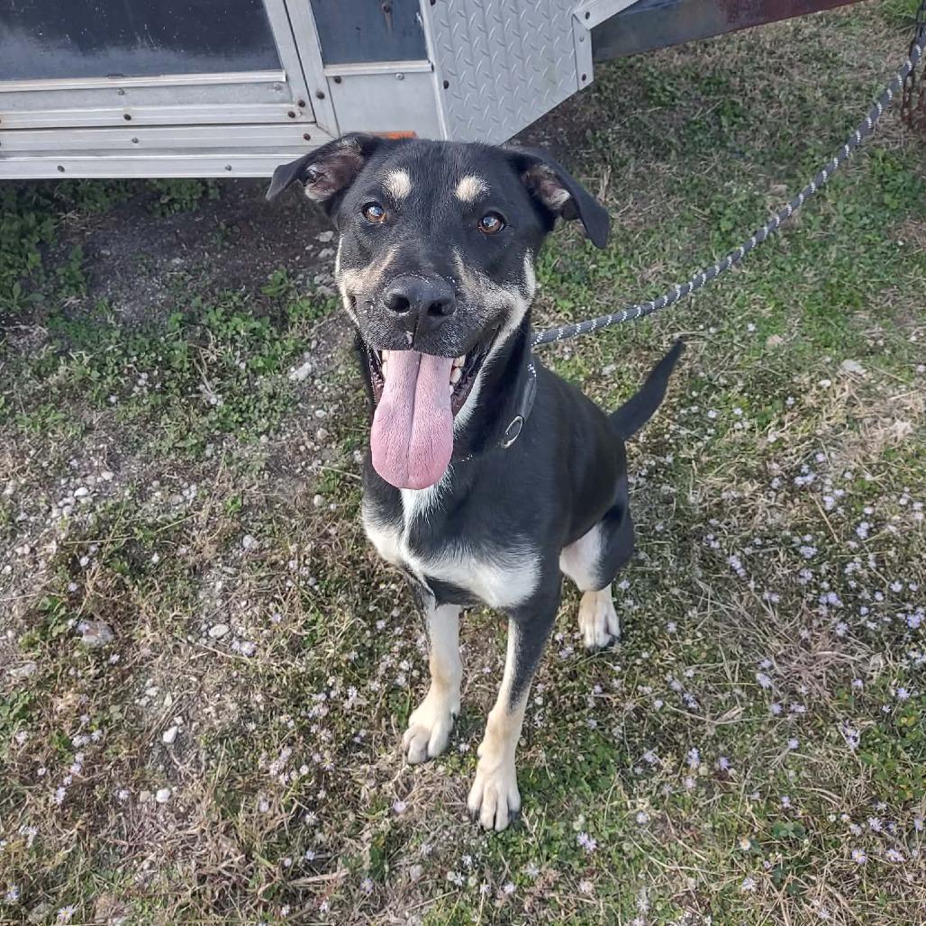 Enlarge Jasper, a Adoptable Mixed Breed in Dickinson, TX image 2/6