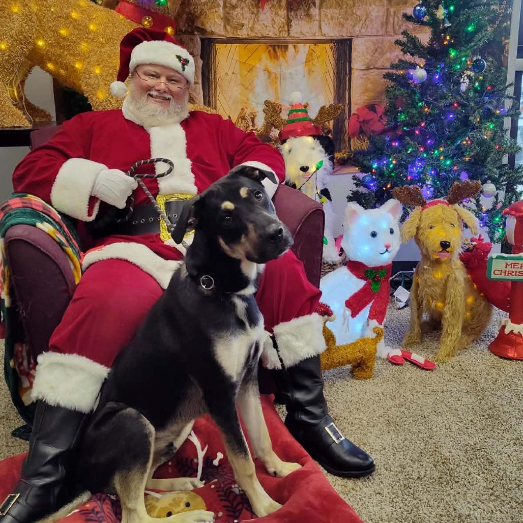 Enlarge Jasper, a Adoptable Mixed Breed in Dickinson, TX image 3/6