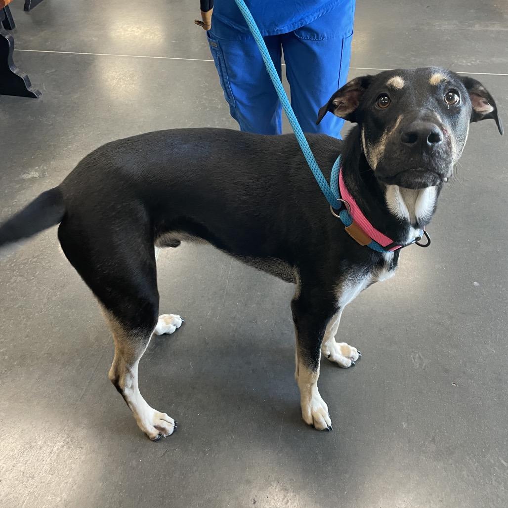 Enlarge Jasper, a Adoptable Mixed Breed in Dickinson, TX image 4/6