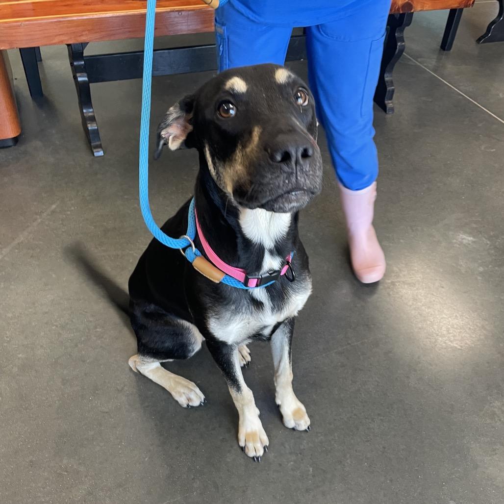 Enlarge Jasper, a Adoptable Mixed Breed in Dickinson, TX image 5/6