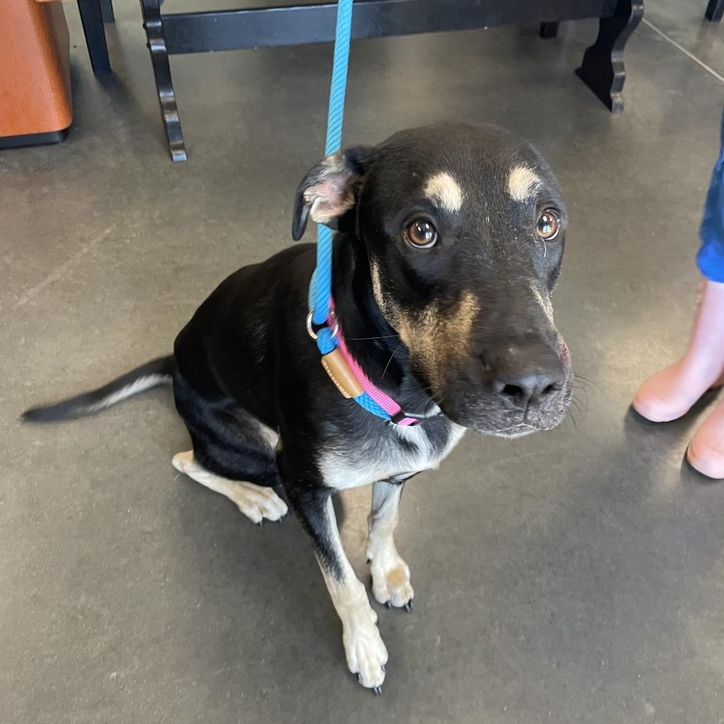 Enlarge Jasper, a Adoptable Mixed Breed in Dickinson, TX image 6/6