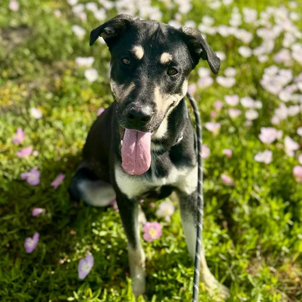 Enlarge Jasper, a Adoptable Mixed Breed in Dickinson, TX image 6/6