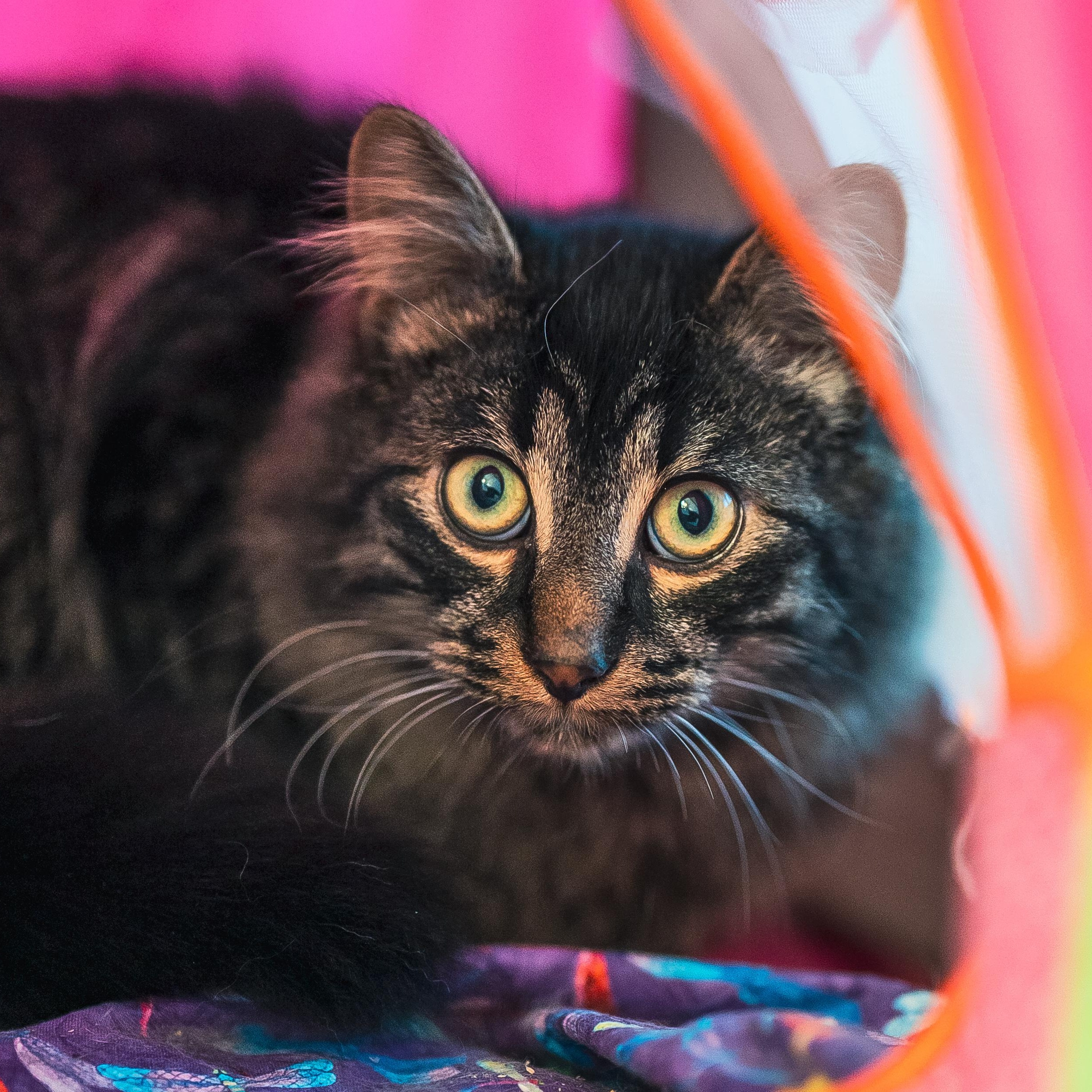 Miloh (m) 6mths chocolate polydactyl tabby , ADOPTABLE, Young Male Extra-Toes Cat / Hemingway Polydactyl.