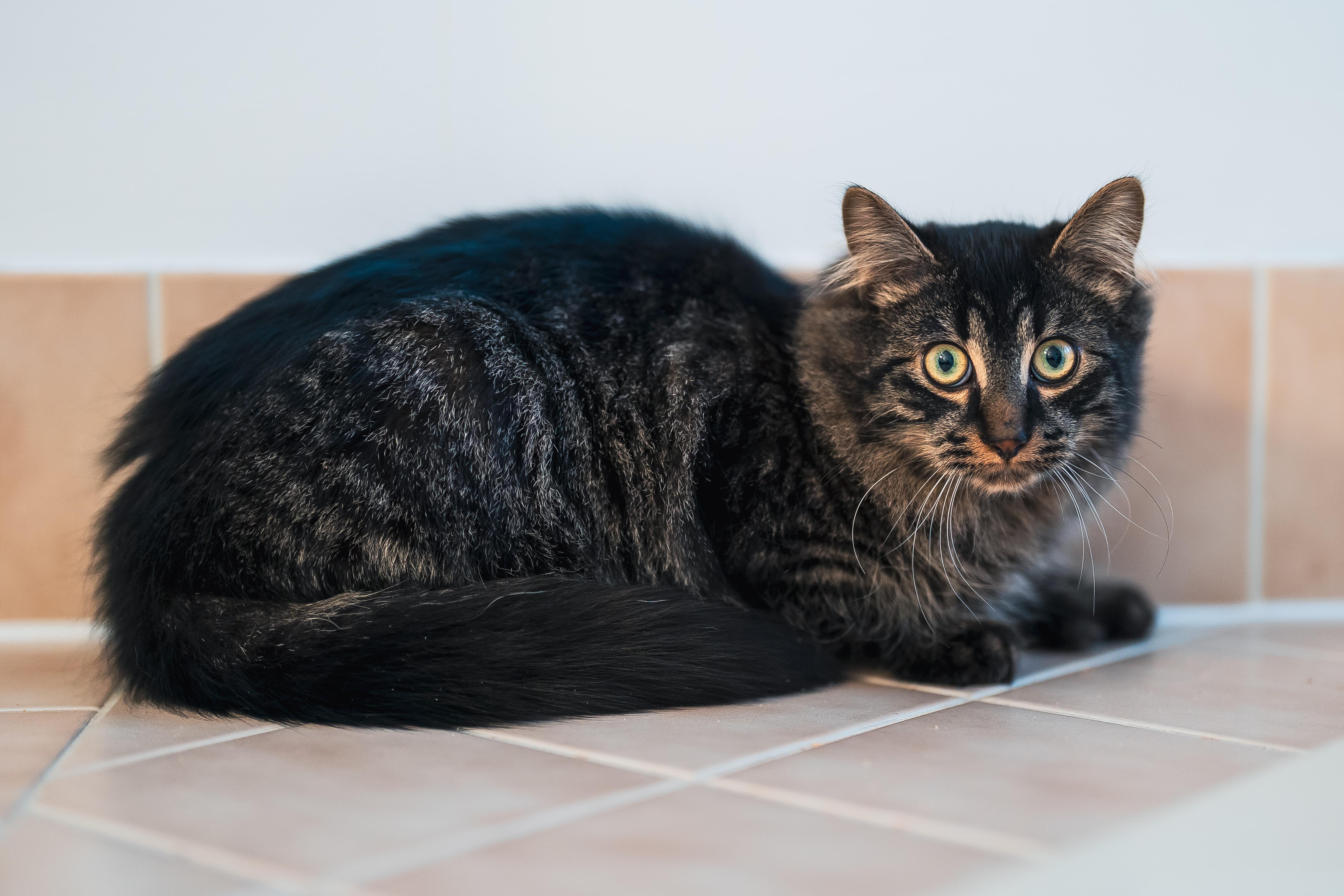 Enlarge Miloh (m) 6mths chocolate polydactyl tabby , a ADOPTABLE Extra-Toes Cat / Hemingway Polydactyl in Ottawa, ON image 4/6
