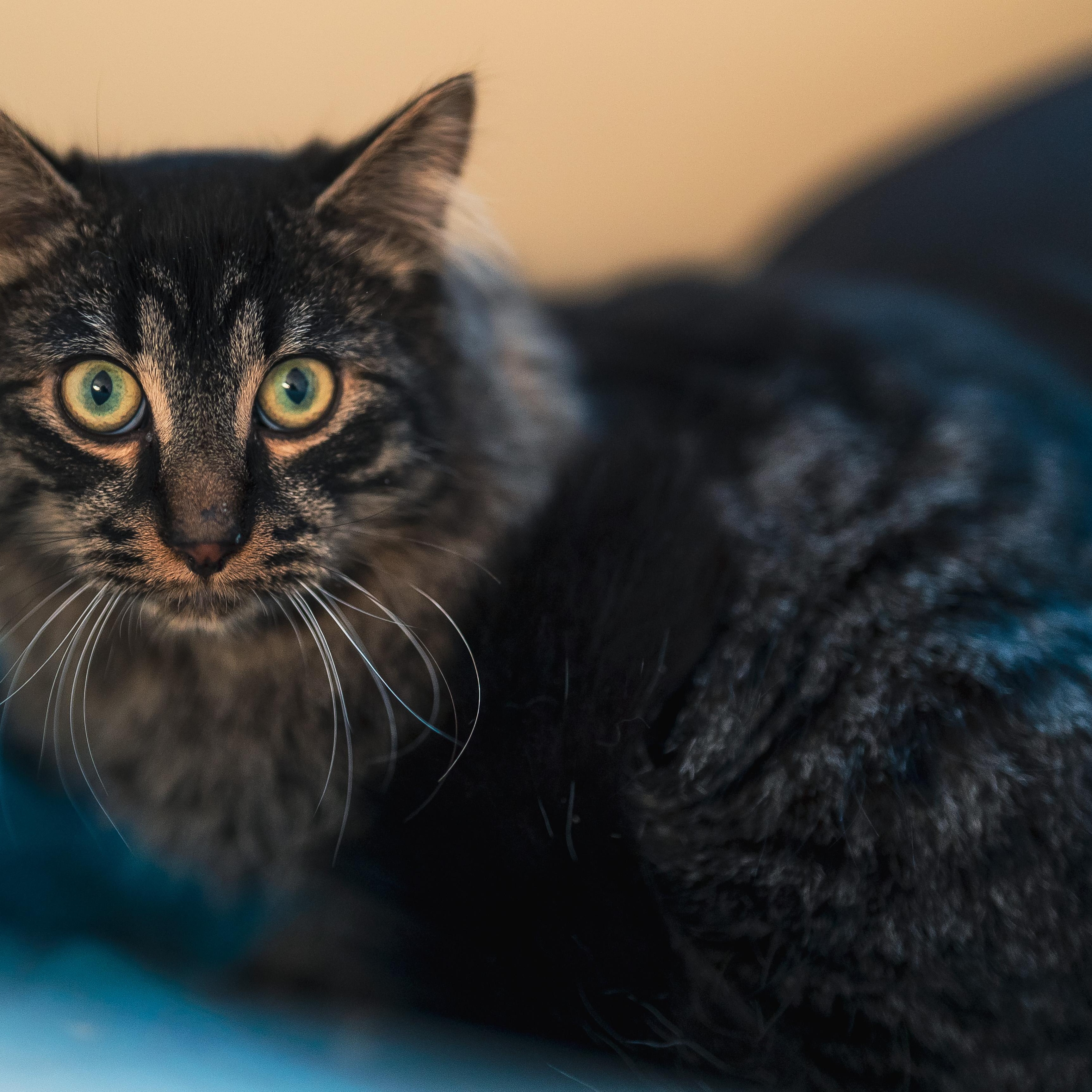 Enlarge Miloh (m) 6mths chocolate polydactyl tabby , a ADOPTABLE Extra-Toes Cat / Hemingway Polydactyl in Ottawa, ON image 2/6