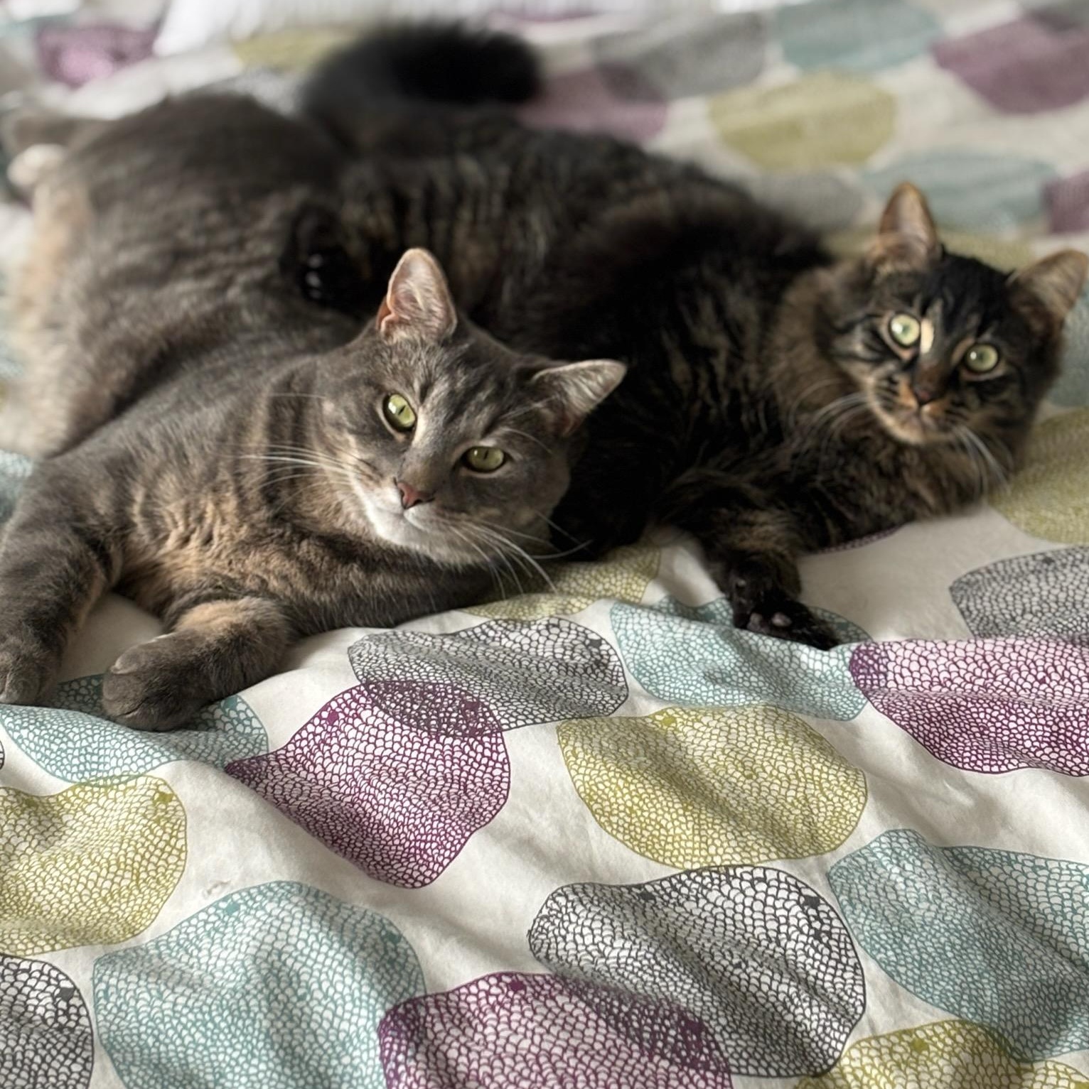 Enlarge Miloh (m) 6mths chocolate polydactyl tabby , a ADOPTABLE Extra-Toes Cat / Hemingway Polydactyl in Ottawa, ON image 6/6