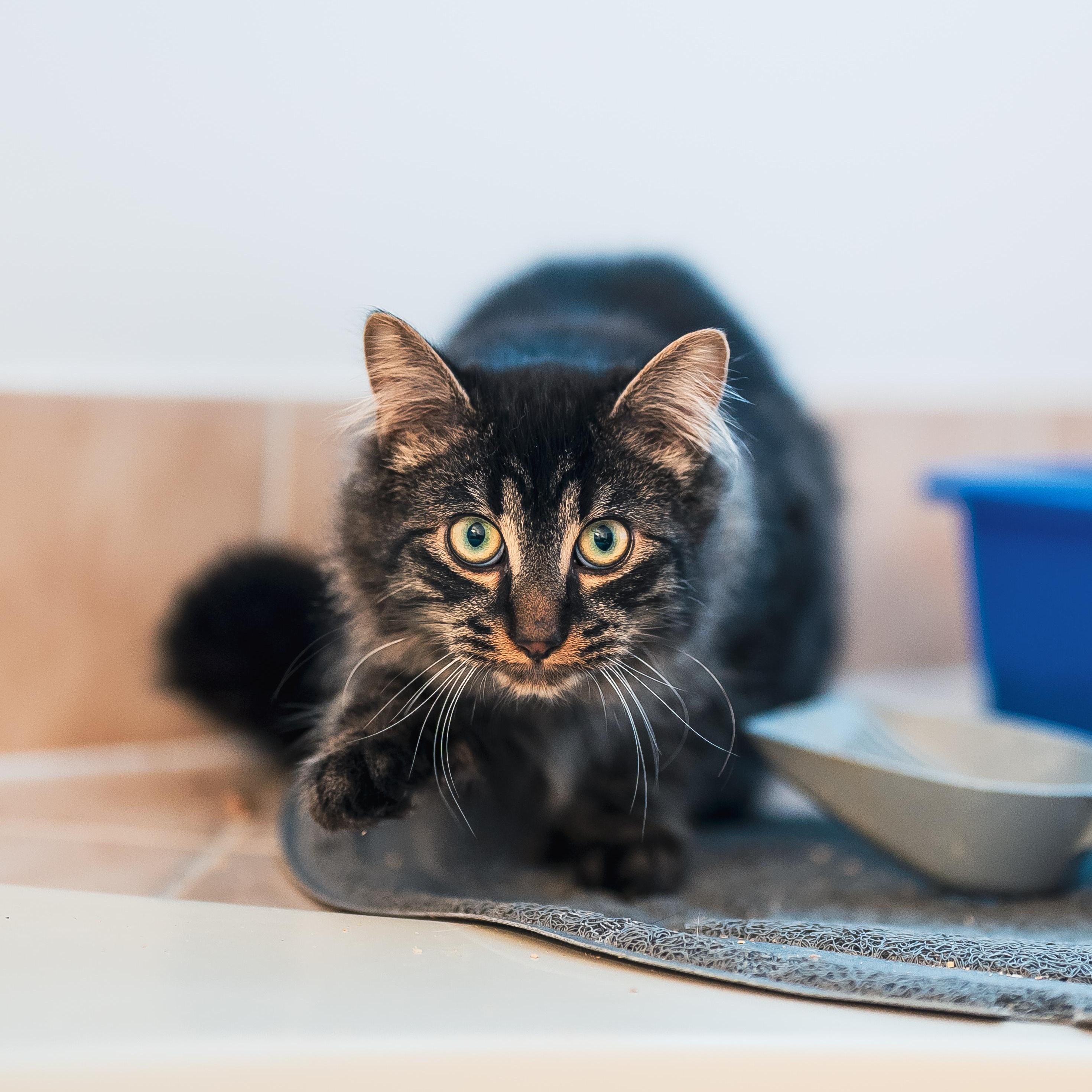 Enlarge Miloh (m) 6mths chocolate polydactyl tabby , a ADOPTABLE Extra-Toes Cat / Hemingway Polydactyl in Ottawa, ON image 5/6