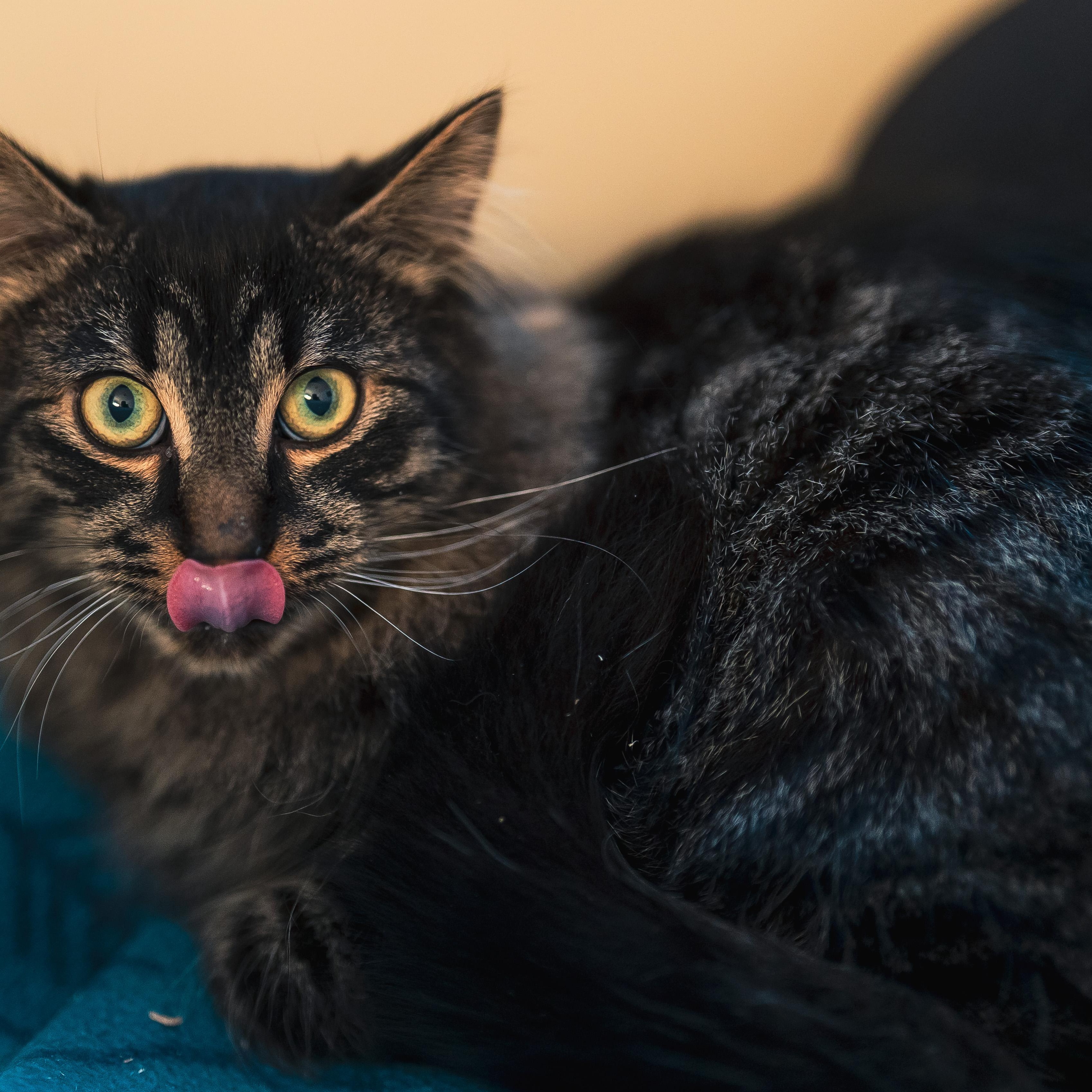 Enlarge Miloh (m) 6mths chocolate polydactyl tabby , a ADOPTABLE Extra-Toes Cat / Hemingway Polydactyl in Ottawa, ON image 3/6