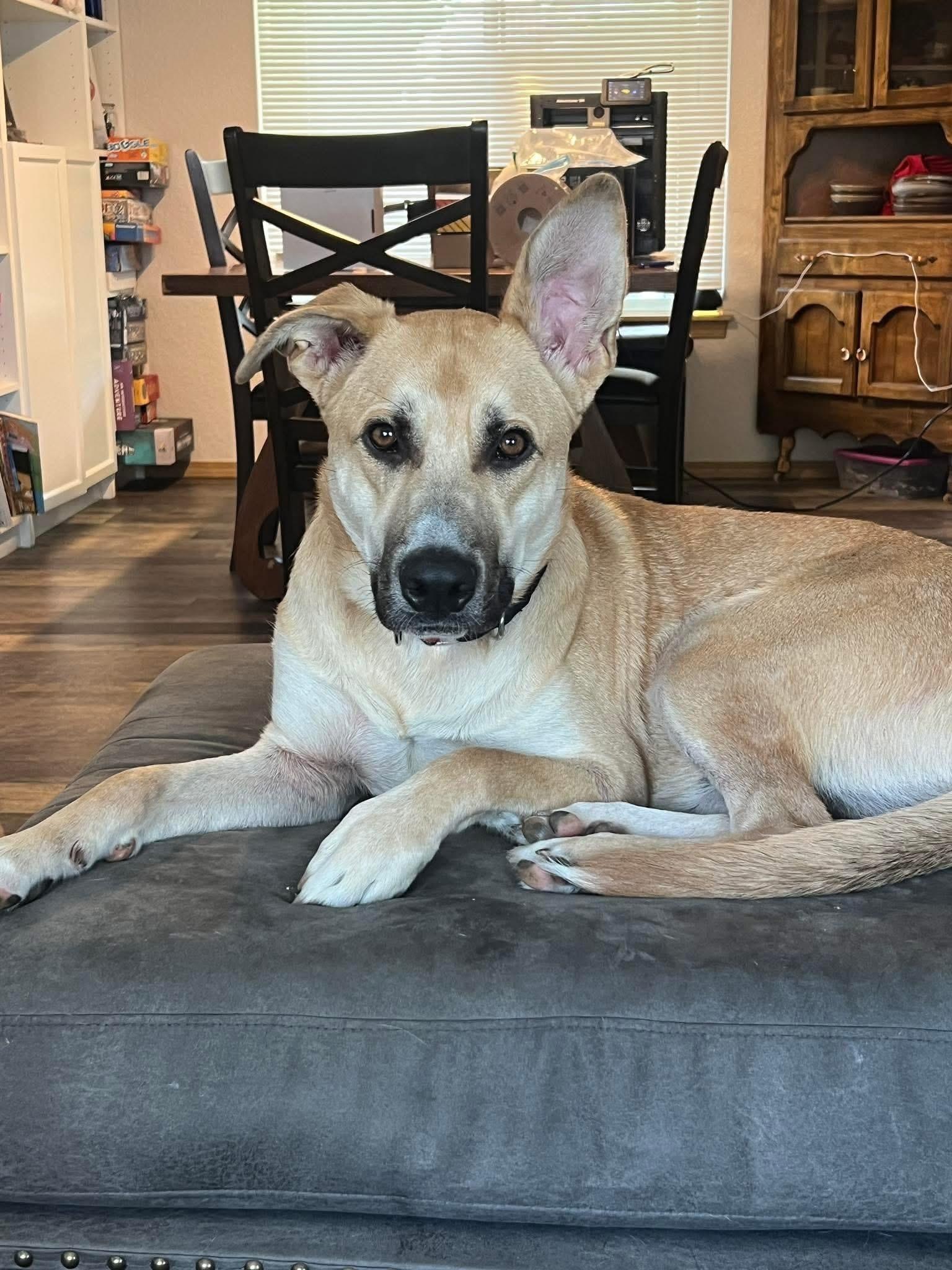 Sprout, a Adoptable mixed breed in Olympia, WA image 1/6