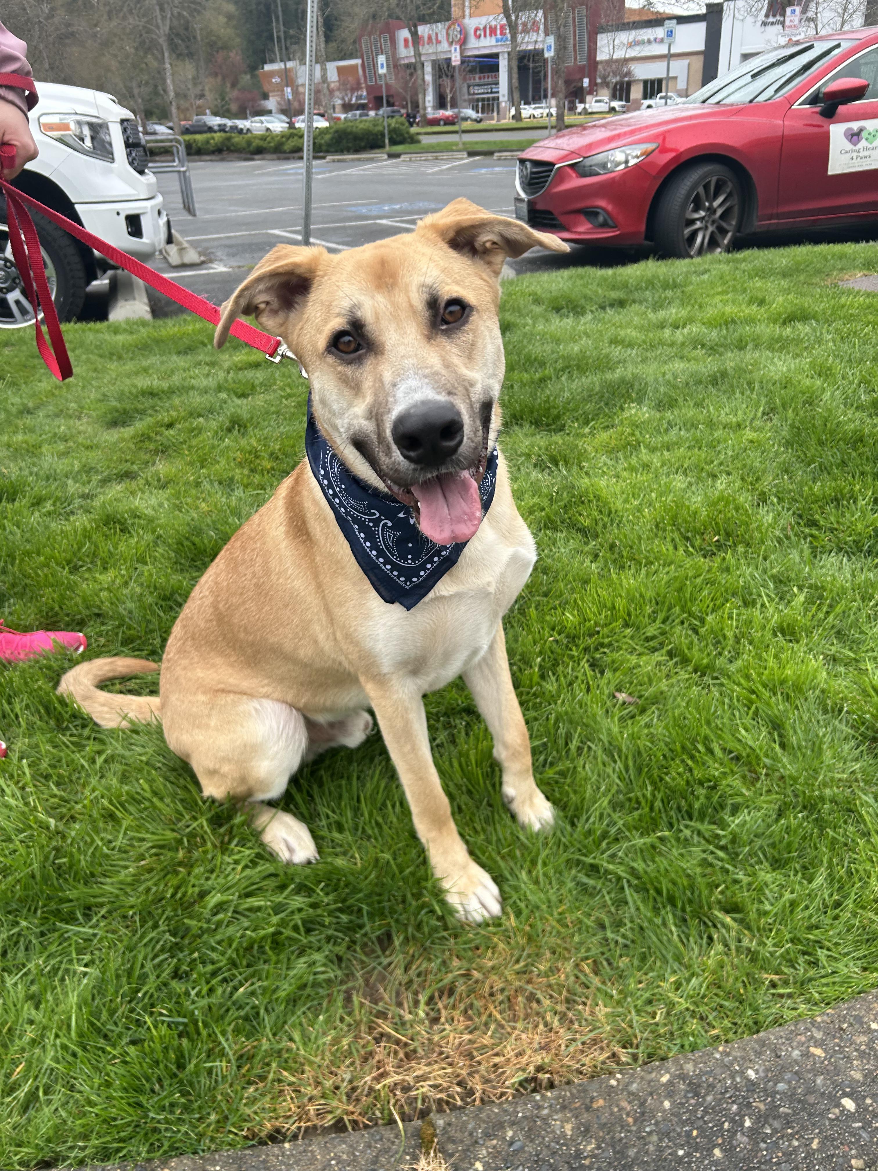 Sprout, a Adoptable mixed breed in Olympia, WA image 2/6