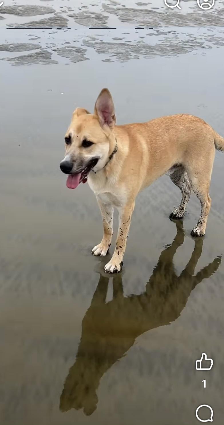 Sprout, an adoptable German Shepherd Dog, Terrier in Olympia, WA, 98513 | Photo Image 1