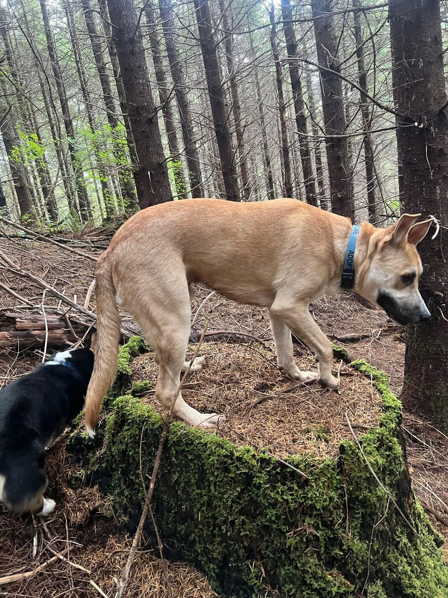 Sprout, an adoptable German Shepherd Dog, Terrier in Olympia, WA, 98513 | Photo Image 6