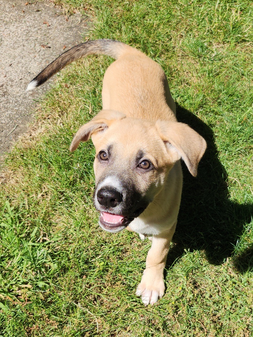Sprout, an adoptable German Shepherd Dog, Terrier in Olympia, WA, 98513 | Photo Image 3