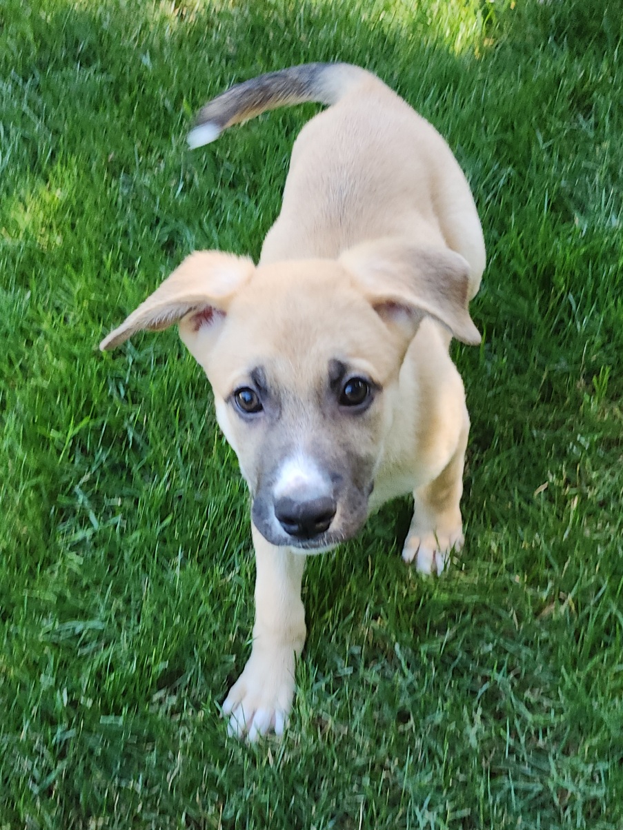 Sprout, an adoptable German Shepherd Dog, Terrier in Olympia, WA, 98513 | Photo Image 4