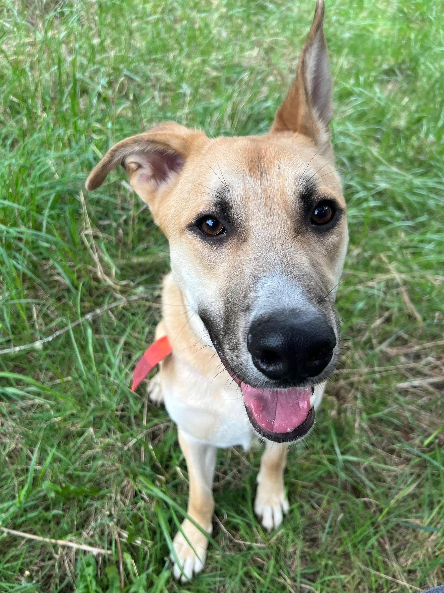 Sprout, a Adoptable mixed breed in Olympia, WA image 5/6