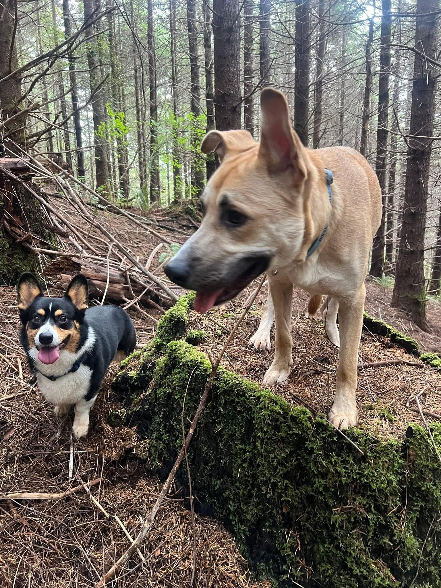 Sprout, an adoptable German Shepherd Dog, Terrier in Olympia, WA, 98513 | Photo Image 4