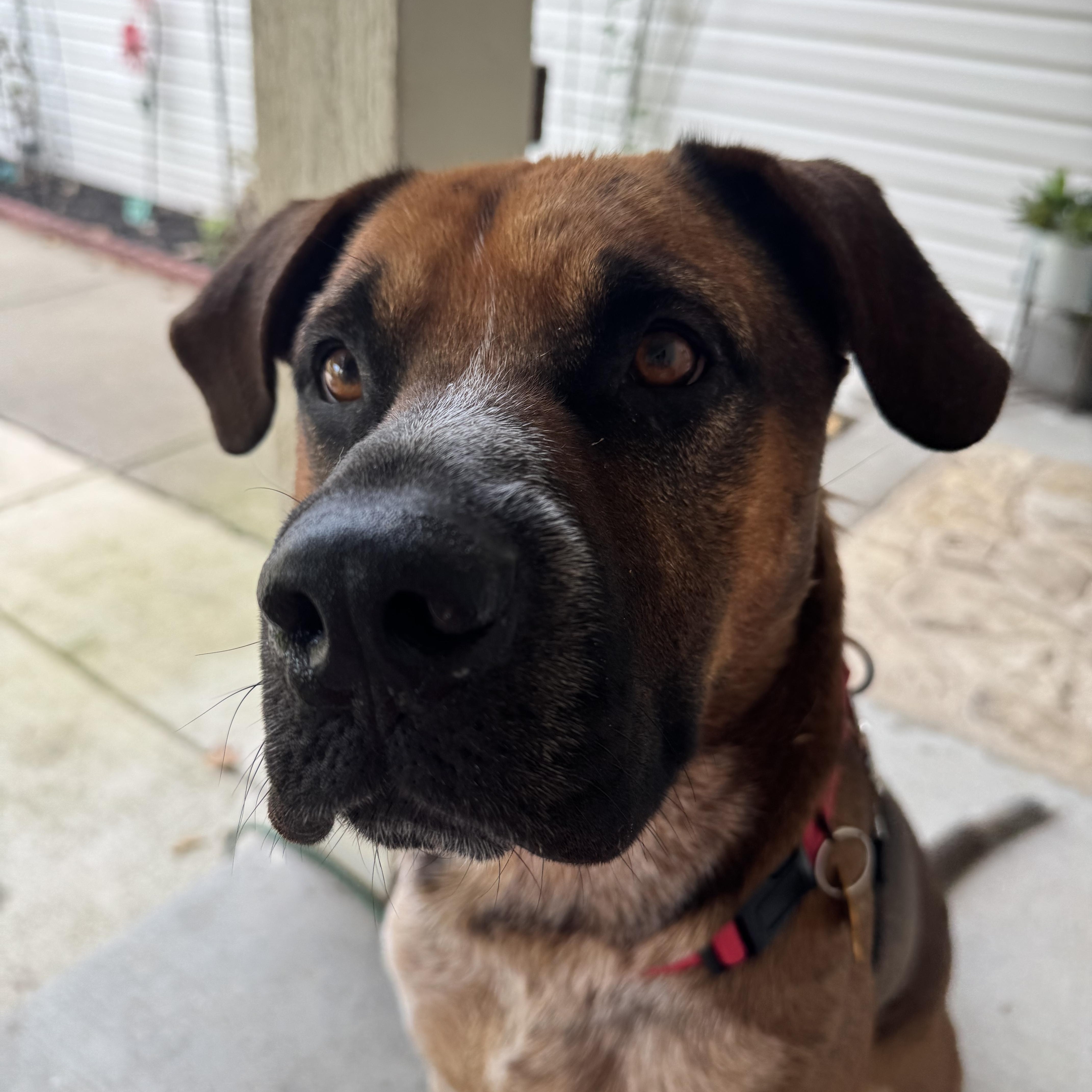 Enlarge Philip, a Adoptable mixed breed in Springfield, MO image 3/5