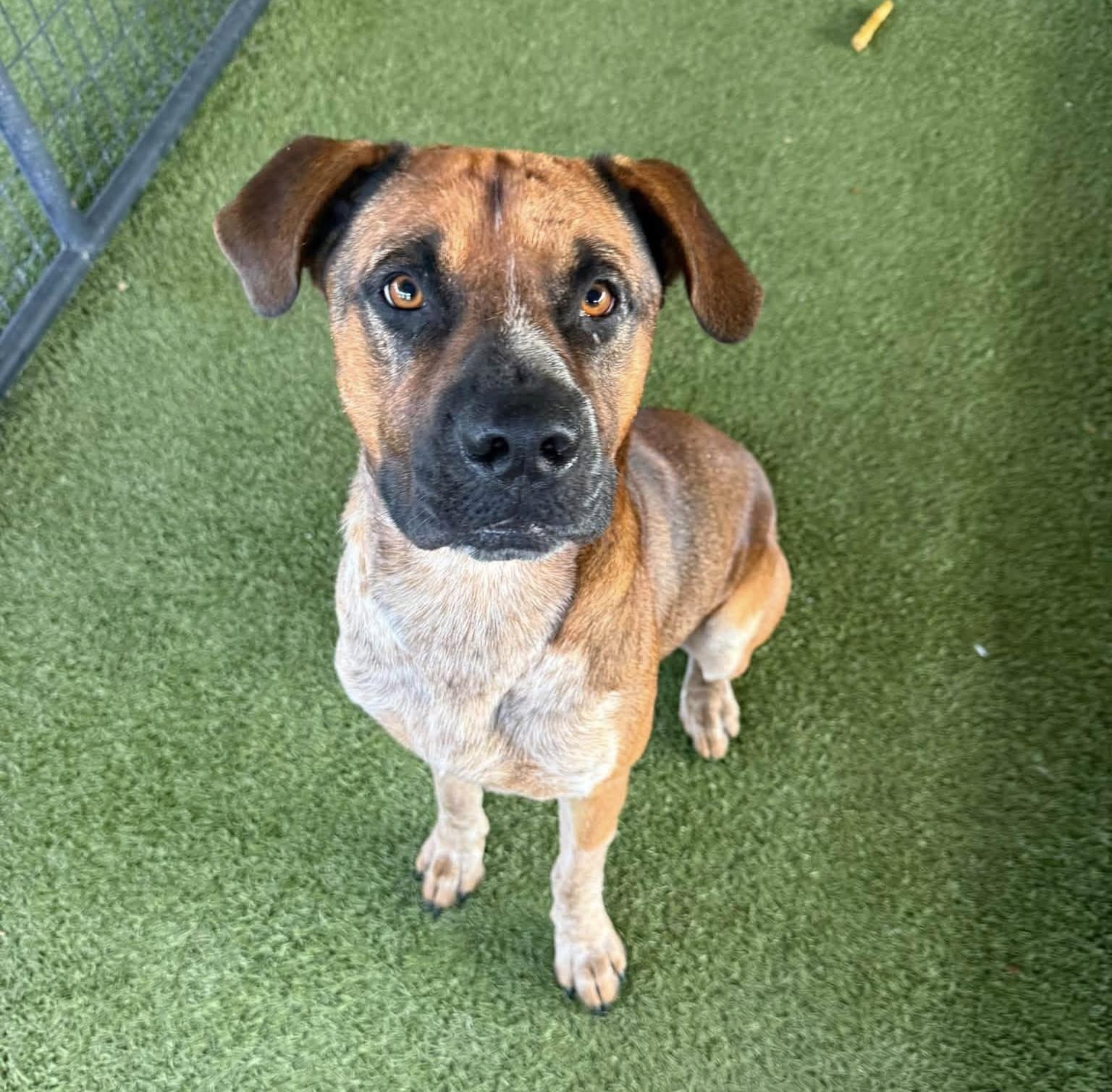 Enlarge Philip, a Adoptable mixed breed in Springfield, MO image 4/5